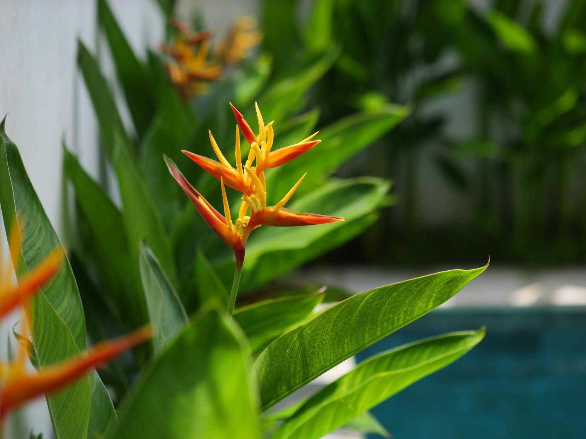 Ken Ken Guest House Seminyak Exterior foto